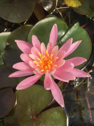 Princess elizabeth water lily - princess,
