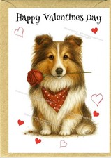 Sheltie, Shetland Sheepdog