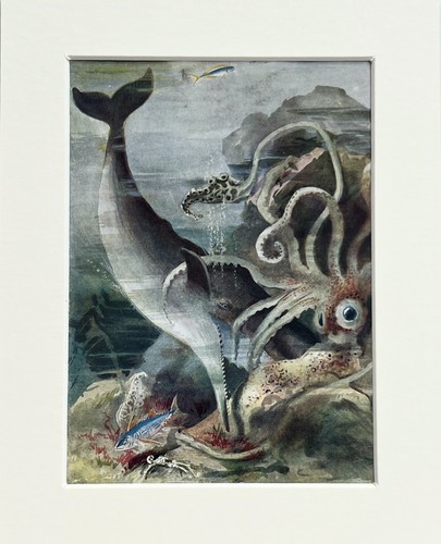 Sperm whale giant squid - sperm,
