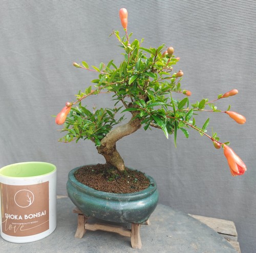 Shohin sized dwarf pomegranate - sized,