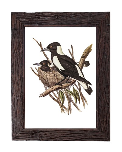 Vintage magpie crow - magpie, shrike