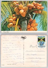 c36324 Coconut palm tree   Jamaica  postcard 1990 stamp