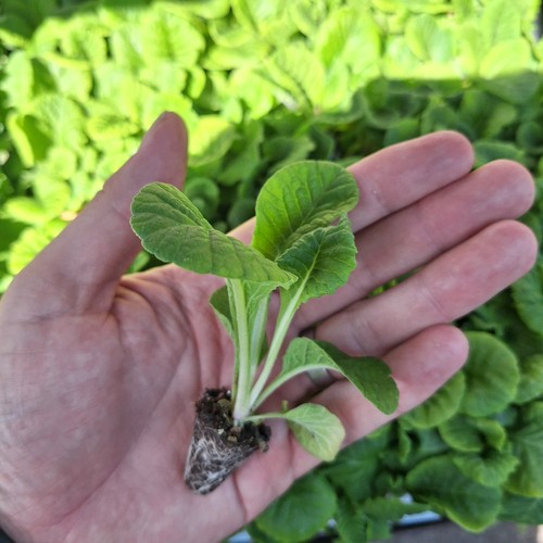 Primula primus mixed plug - primula,