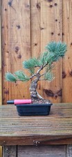 Japanese White Pine Bonsai