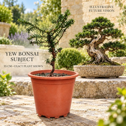 Yew taxus bonsai subject - taxus, 35cm