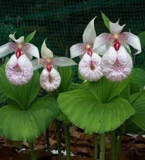PRE-ORDER 1x Cypripedium formosanum FS plants Lady's Slipper Orchid  SEE DESC