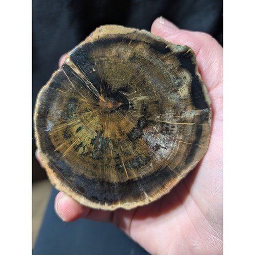 Zimbabwe petrified wood - petrified,