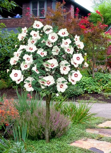 Hibiscus syriacus - cm,