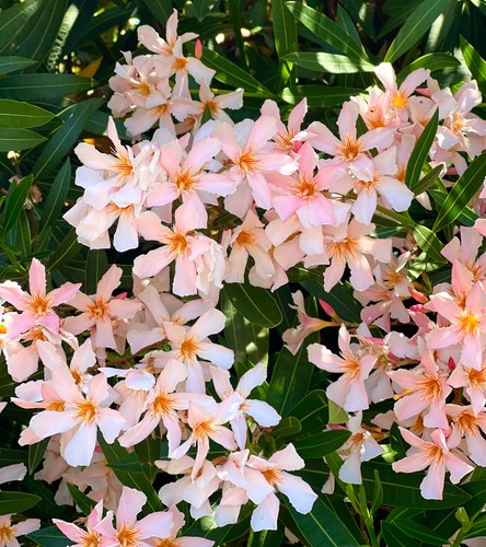Nerium oleander white - oleander, white-salmon