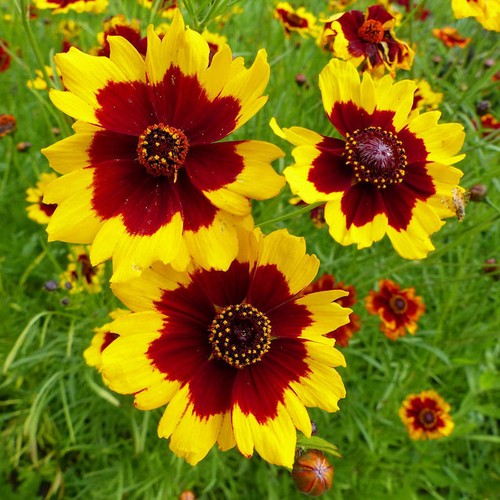 Plains coreopsis seeds - coreopsis,