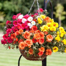 PORTULACA GRANDIFLORA DOUBLE MIX - MOSS ROSE - 4000 FINEST SEEDS