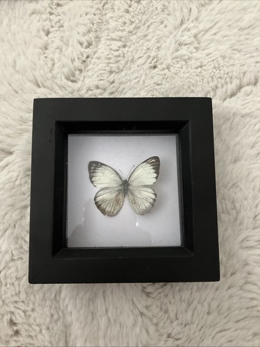 Framed mounted butterfly - framed,