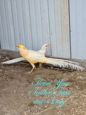 PRESALE (3 Peach Pheasant