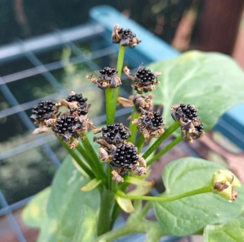 Venus flytrap seeds - seeds, x