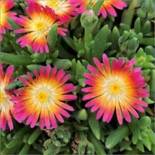Delosperma Jewel of Desert
