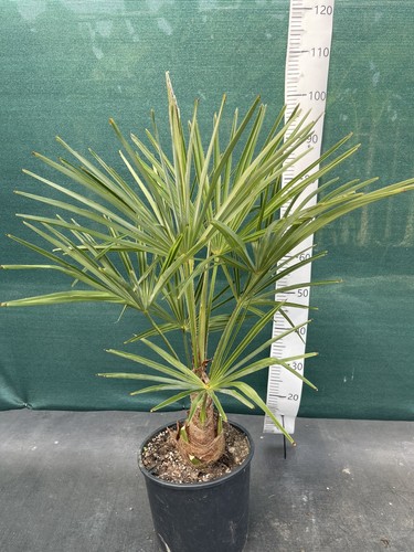 Trachycarpus fortunei litre - fortunei,