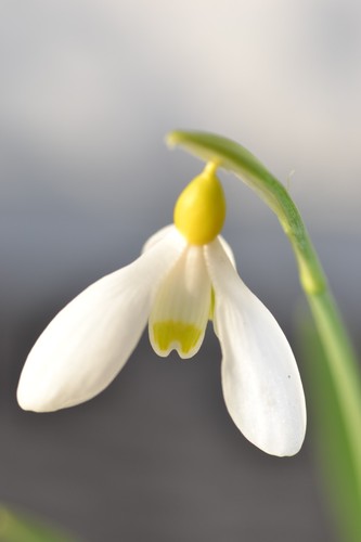 Galanthus belvedere gold - galanthus,