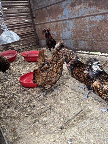 Golden laced polish hatching - laced,