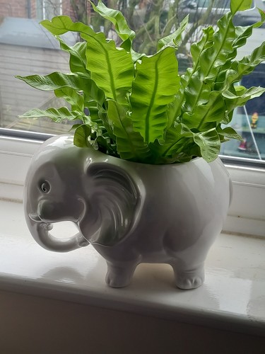 Michael elephant planter - st,