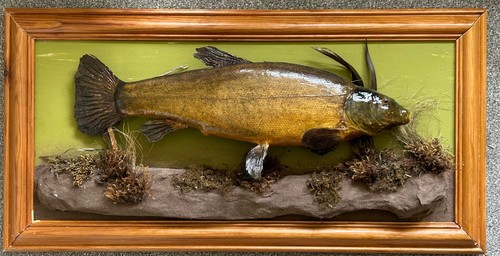 Taxidermy tench wall - taxidermy,