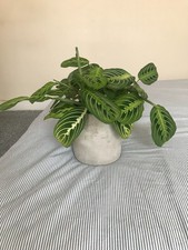 Lemon Lime Prayer Plant (Maranta) INCLUDED  Stone Grey Planter