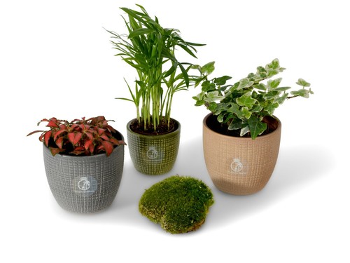 Terrarium plants moss set - plants,