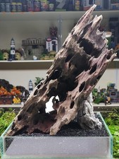 Dragon WOOD driftwood AQUARIUM aquascape like mopani bogwood vivarium pleco hide