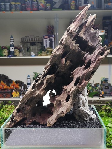 Dragon wood driftwood aquarium - dragon,