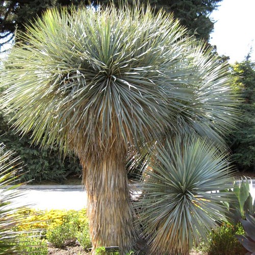 Yucca rostrata seeds - seeds,