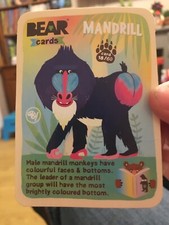 Bear Yoyo Cards - Animals