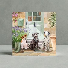 Dogs Dalmatian Jack Russell