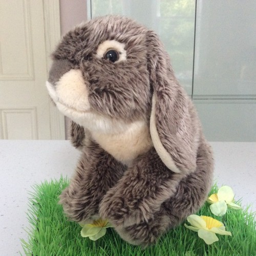 Animal alley bunny rabbit - animal,