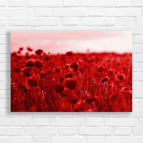 Summer sunset poppies - sunset, a