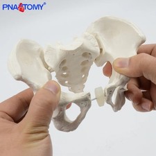 Mini human pelvis model - mini,