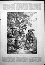 Old Print Cashmere Goats Group Three Horned Beneath Trees Mountains 1877 19th