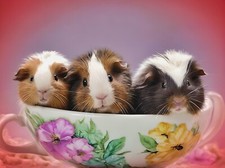 A5 greeting card can be