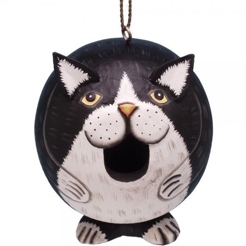 Black and white - white, cat