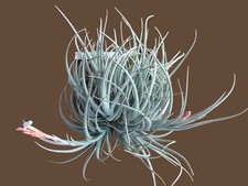 Tillandsia Toropiensis