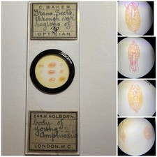 Antique Microscope Slide. Multi Sections Young Lancelet Fish. By C. Baker.