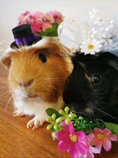Guinea pig wedding costume