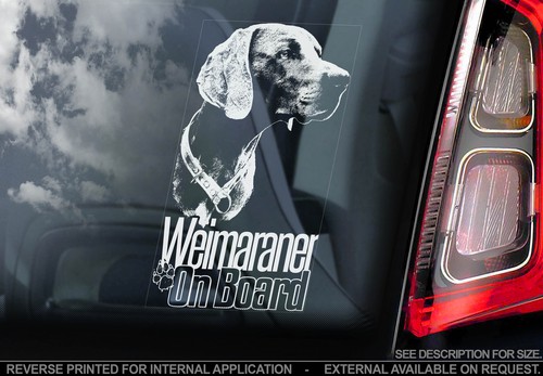 Weimaraner dog car - dog,