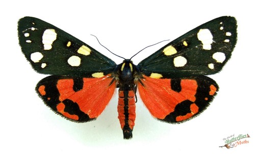 Scarlet tiger moth callimorpha - scarlet,