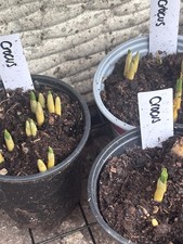 6 Crocus Bulbs In The Green