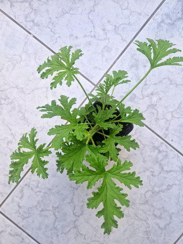 Pelargonium lemon geranium - a6,