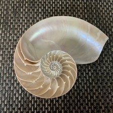 Natural Nautilus Chambered Sliced Sea Shell-Rare approx 17cm