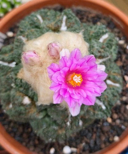 Ariocarpus godzilla - ariocarpus, 'godzilla'