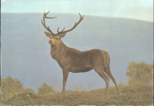 Red deer stag - red,