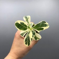 Ficus Lyrata Variegated Fiddle