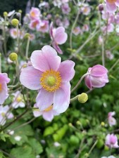 ANEMONE HUPHENSIS VAR