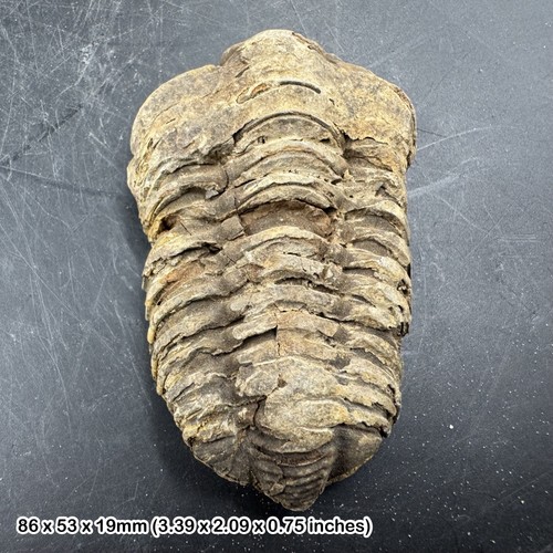 Diacalymene trilobite fossil - ,